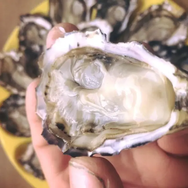 Fresh oysters on a yellow plate