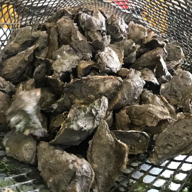 A basket filled with various shells
