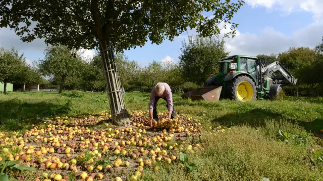 A man picking up fallen apples in an orchard