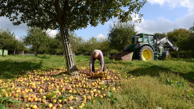 Ein Mann sammelt Äpfel, die auf dem Boden eines Obstgartens gefallen sind