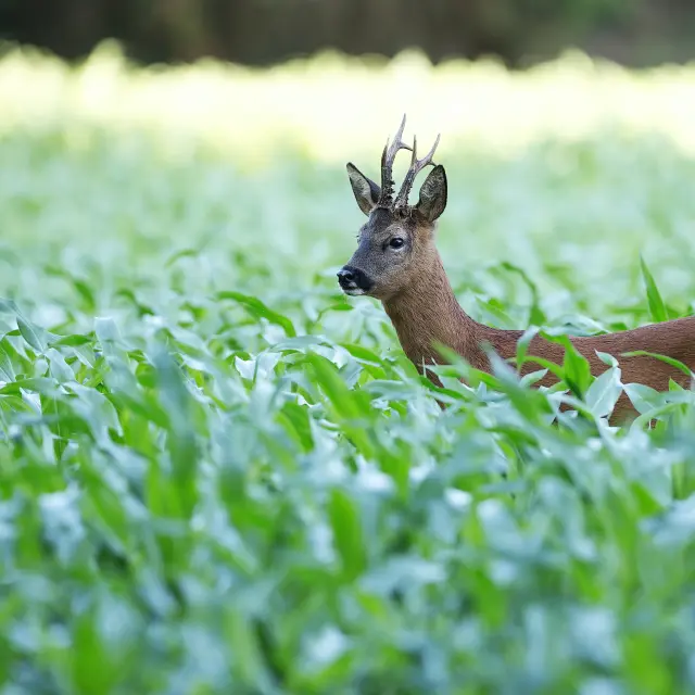 Ein Hirsch mit Geweih steht in einem üppigen grünen Feld