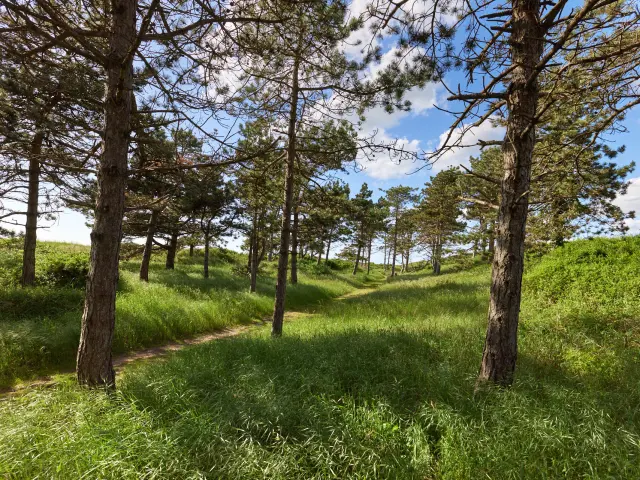 Sentier sous les pins à la pointe d'Agon