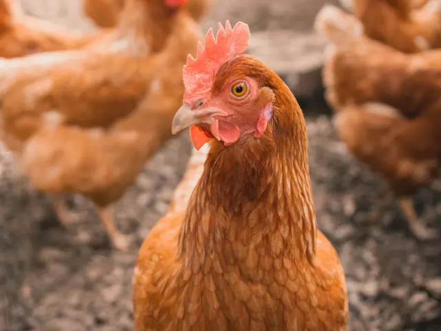 Un groupe de poules dans un enclos, avec une poule au premier plan regardant directement la caméra à Cocottes du bocage