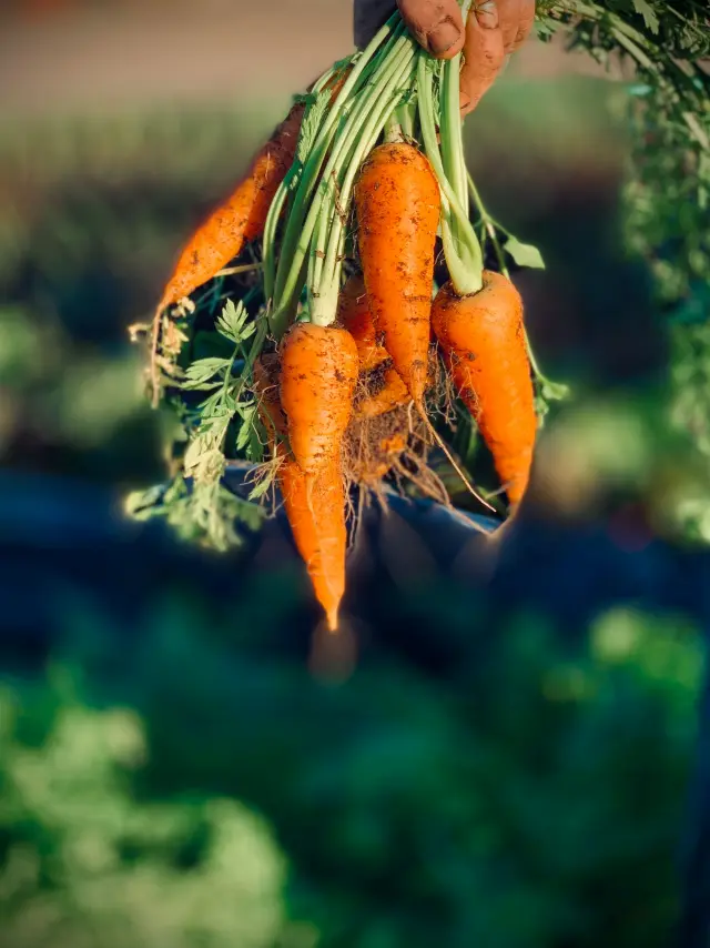 Un homme tenant un bouquet de carottes fraîchement récoltées à la ferme du champ au loup de Gavray