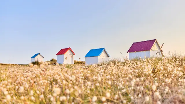 Cabines de Gouville sur Mer et chatons dans les dunes