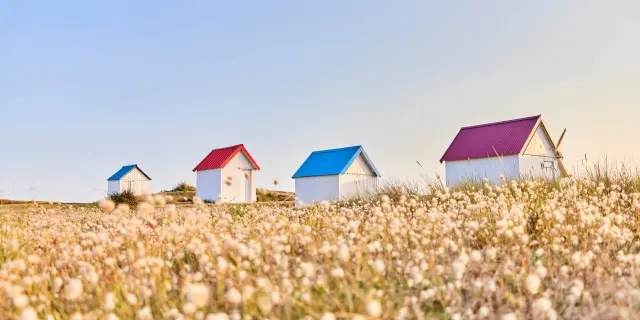 Four small houses with differently colored roofs in a cotton field