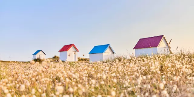 Cabines de Gouville sur Mer et chatons dans les dunes