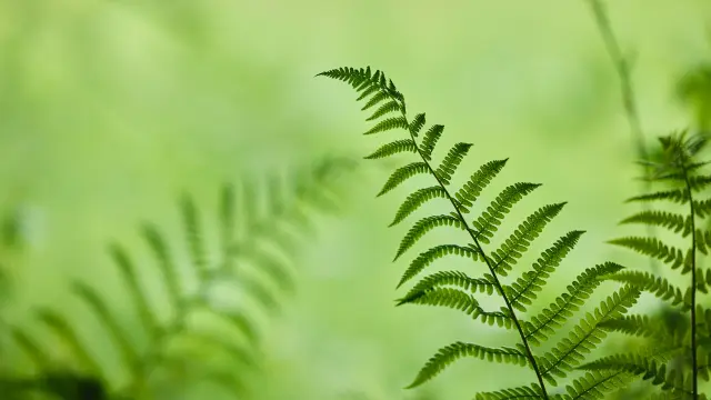 Fougère verte avec des frondes détaillées