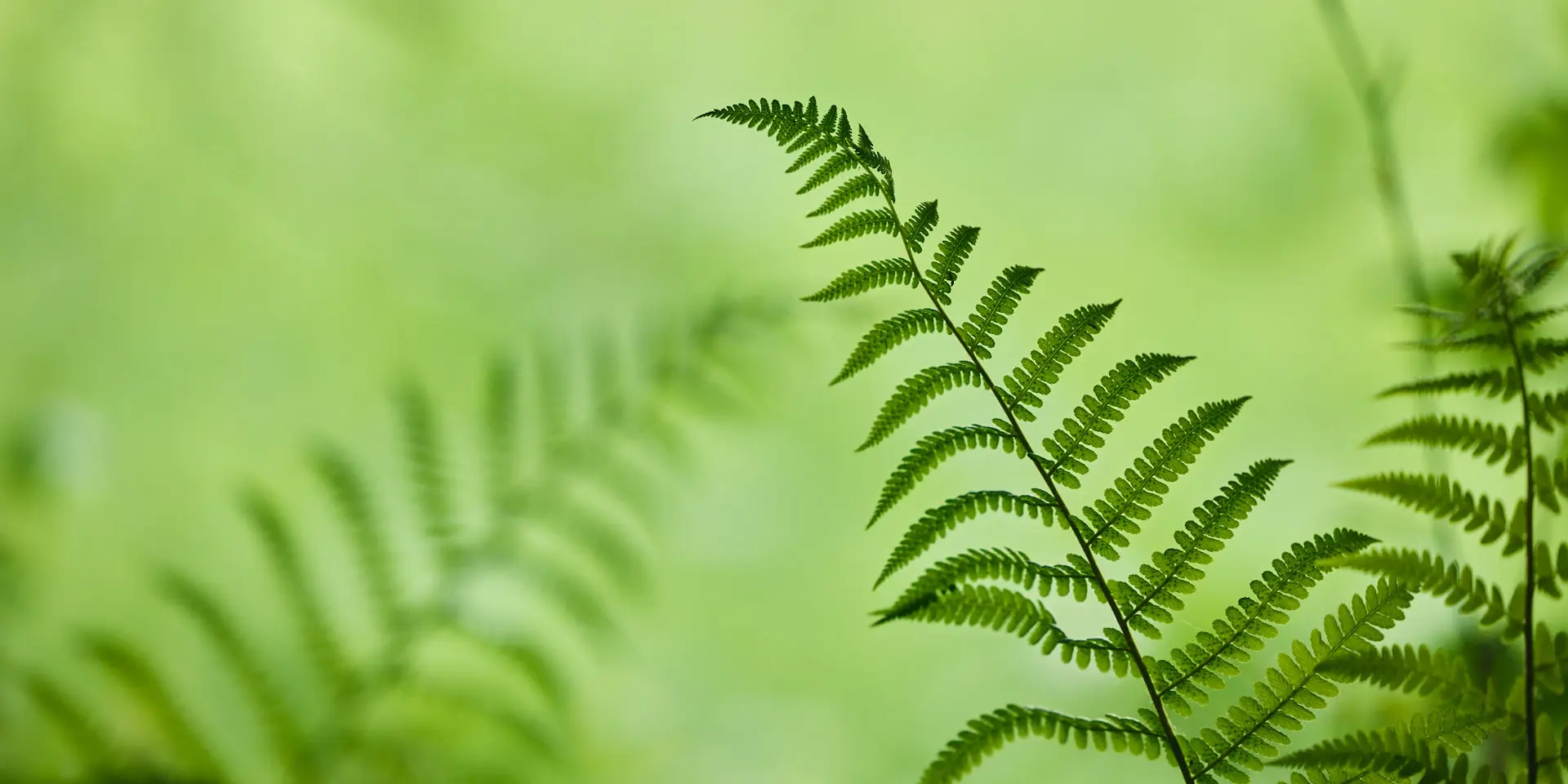 Fougère verte avec des frondes détaillées