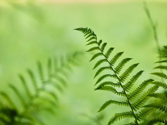 Fougère verte avec des frondes détaillées