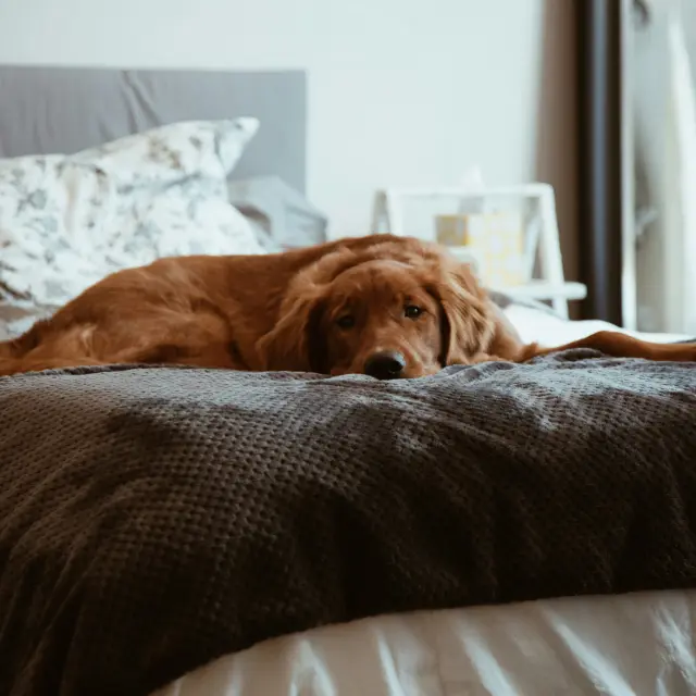 Un chien brun allongé sur un lit avec des couvertures et des oreillers dans une chambre d'hôtes