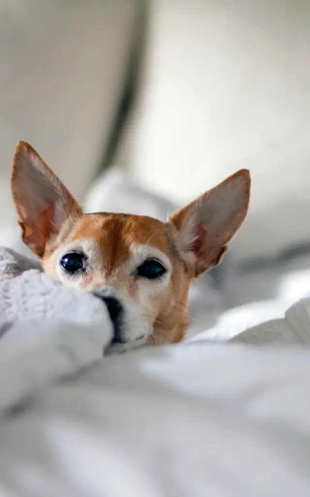 Un petit chien avec de grandes oreilles sort de sous une couverture blanche à l'hôtel