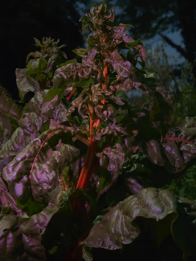 Plante avec des feuilles rouges et vertes sous une lumière violette