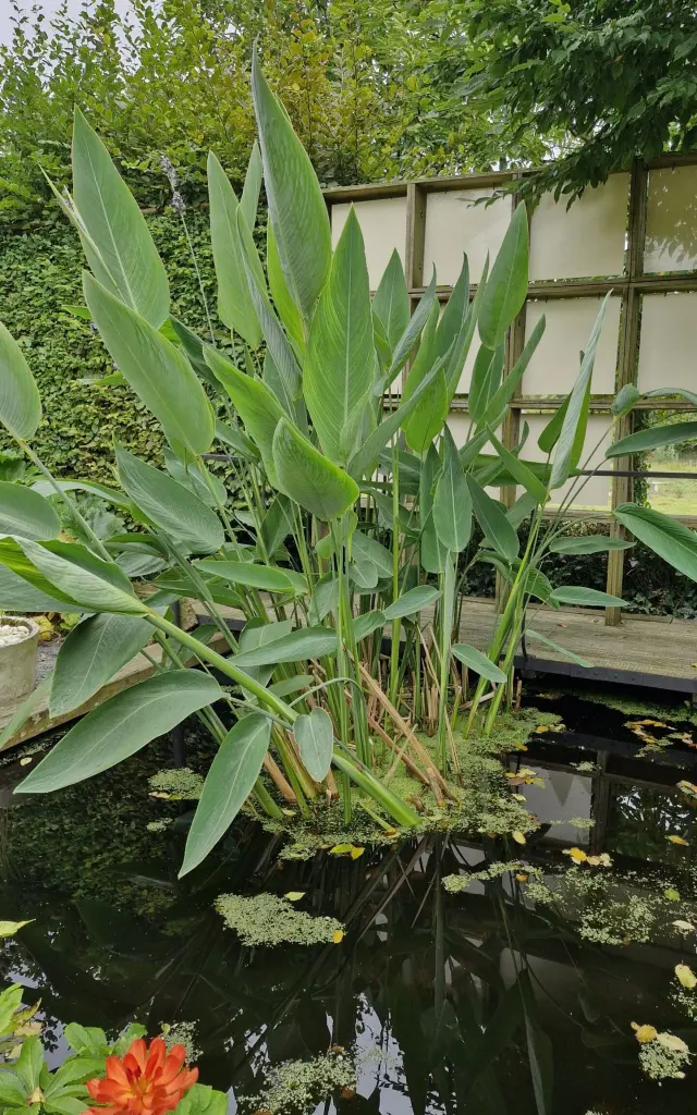 Jardin du revers