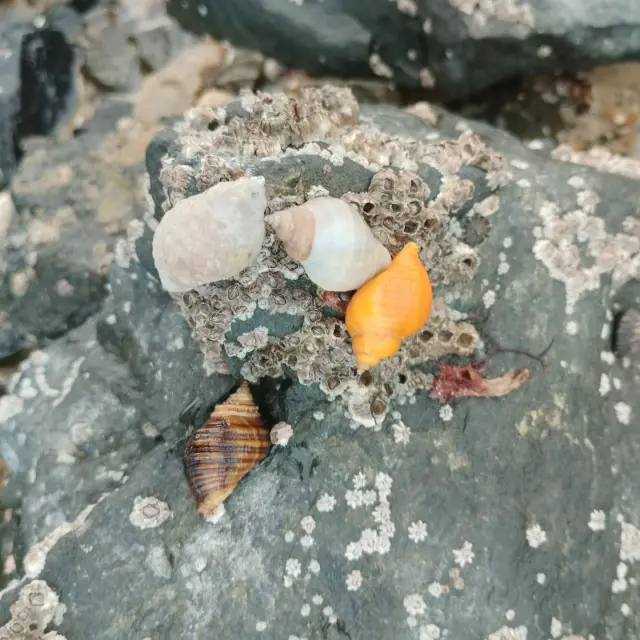 Coquillages de différentes couleurs sur des rochers