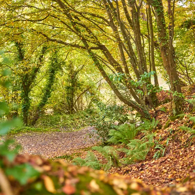 Waldweg mit heruntergefallenen Blättern im Herbst