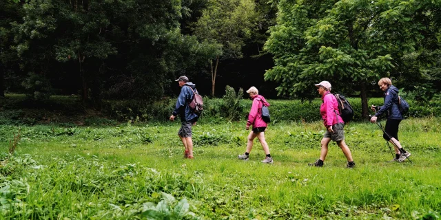Quatre personnes marchant dans un espace boisé : randonnée