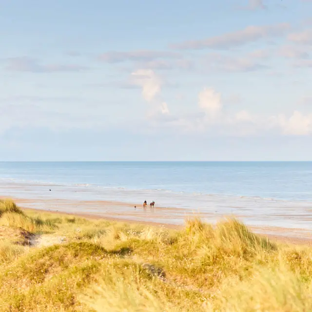 Two people and a dog walking on a deserted beach