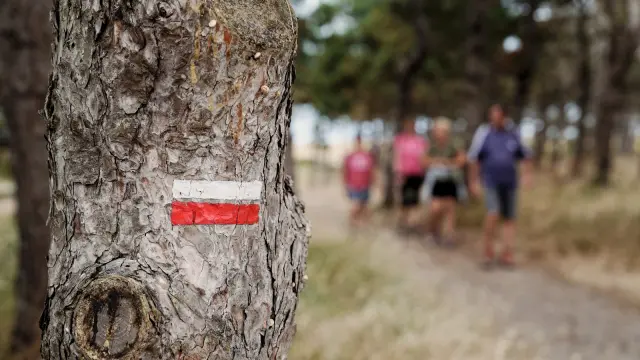 Menschen spazieren mit einem Hund im Wald
