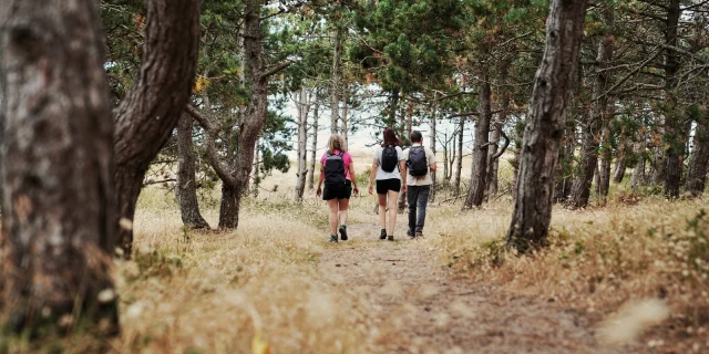 Three people walking in a forest