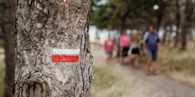 People walking with a dog in a forest