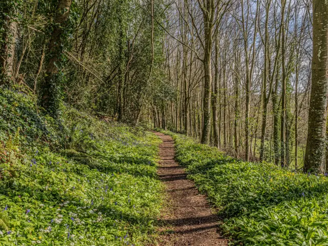 Sentier de terre sinueux dans une forêt printanière