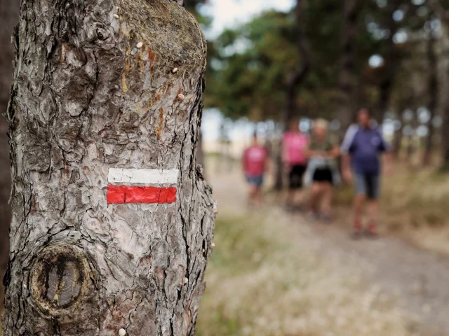 Arbre avec marqueurs de randonnée rouges et blancs