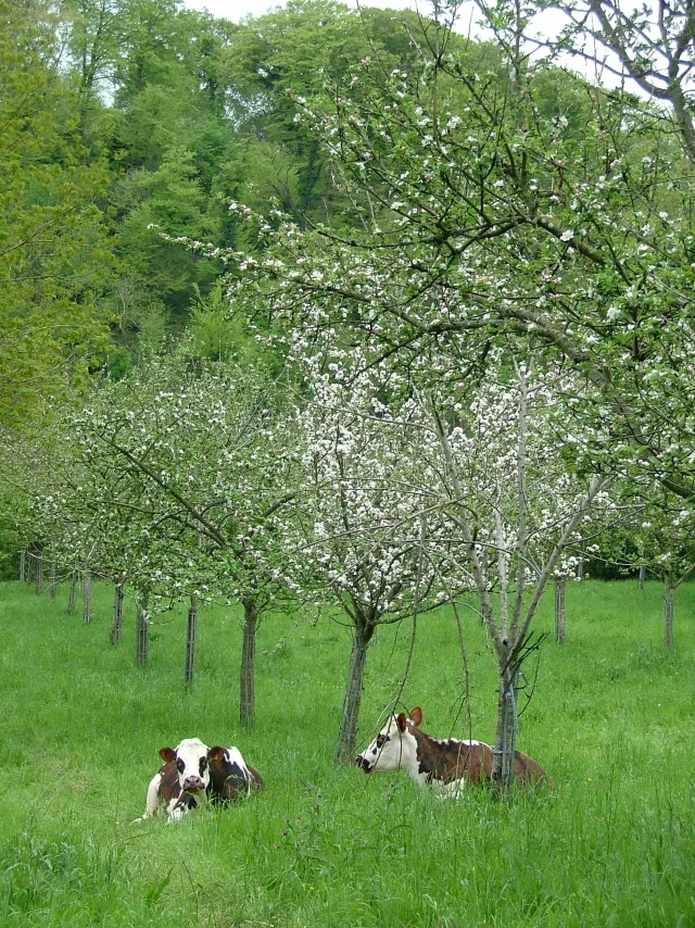 Two cows lying in a green grass field with blooming trees