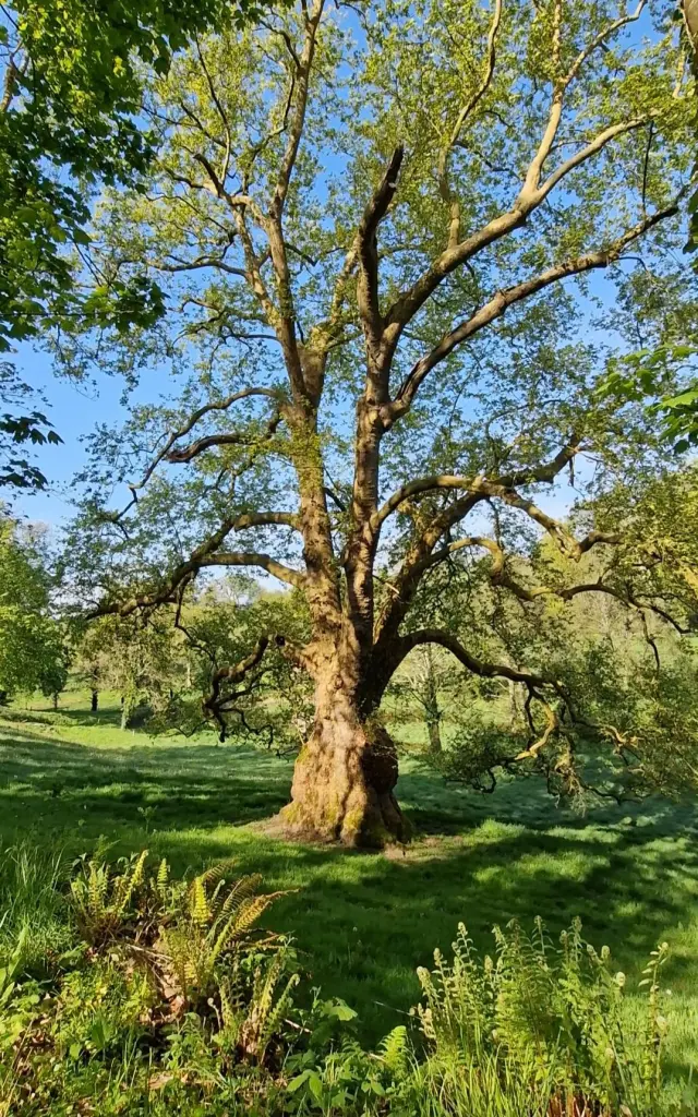 Un grand arbre avec des branches étendues dans une prairie verte au château de Cerisy La Salle
