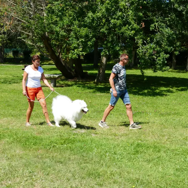 Zwei Personen gehen mit einem weißen Hund im Park spazieren