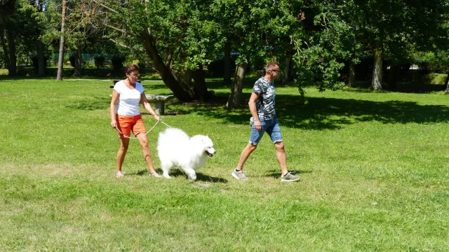 Deux personnes marchent avec un chien blanc dans un parc à Agon-Coutainville