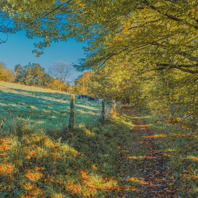 Dirt path bordered by trees with yellow and green leaves