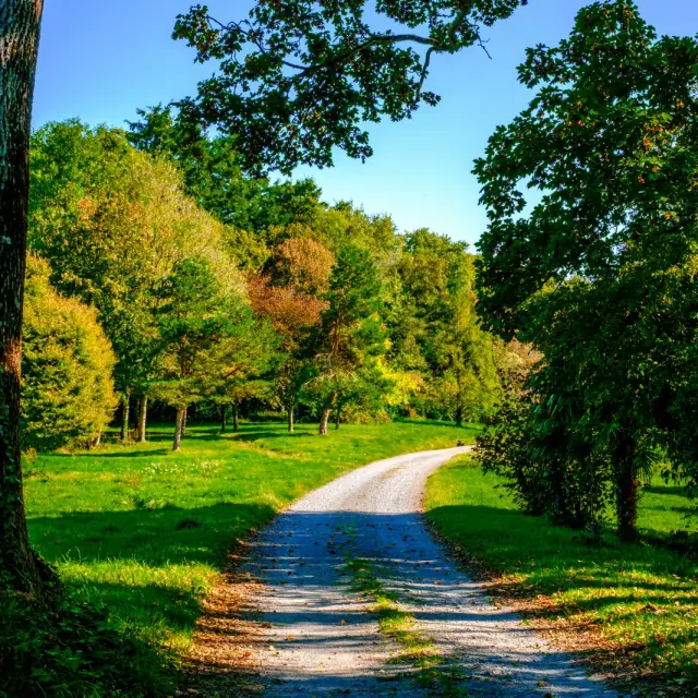 Winding dirt path surrounded by green trees and grass