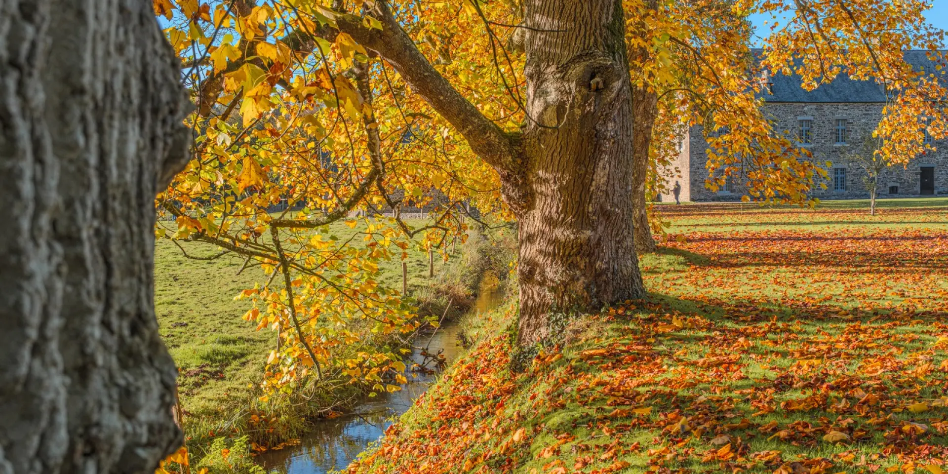 Large tree with orange and yellow leaves in autumn