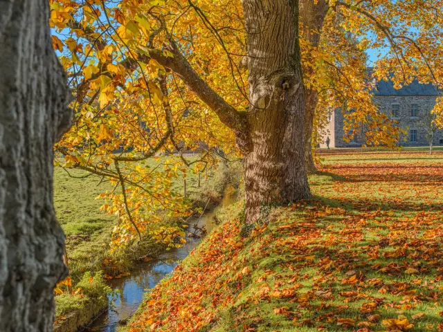 Großer Baum mit orange und gelben Blättern im Herbst