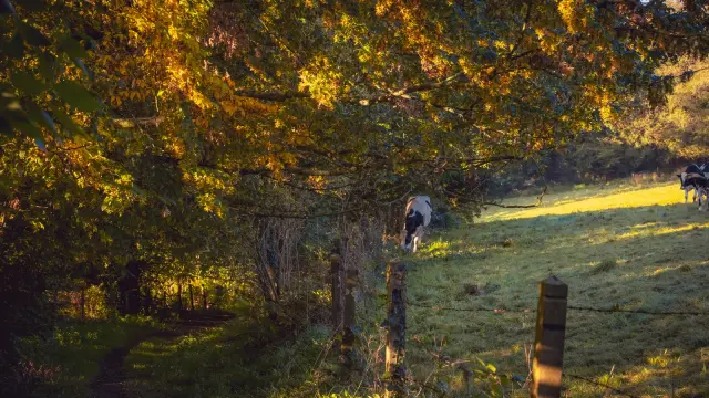 Vaches paissant dans un pré ensoleillé avec des arbres en arrière-plan : chemin dans le bocage en automne