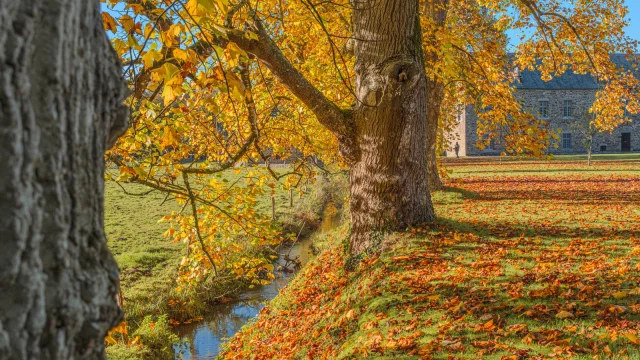 Großer Baum mit orange und gelben Blättern im Herbst