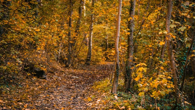Sentier forestier recouvert de feuilles mortes en automne à Coutances mer et bocage