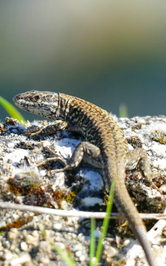 Circuit De Ville De Regneville Sur Mer : lézard sur un mur en pierre